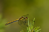 e2706. Vka tmav (Sympetrum danae)