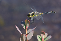e3407. Vka tmav (Sympetrum danae)