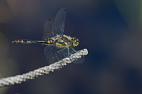 e3485. Vka tmav (Sympetrum danae)