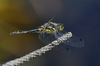 e3494. Vka tmav (Sympetrum danae)