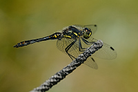 e3512. Vka tmav (Sympetrum danae)