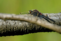 b1882. Vka tmavoskvrnn (Leucorrhinia rubicunda)