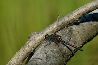 b1891. Vka tmavoskvrnn (Leucorrhinia rubicunda)