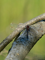 b1900. Vka tmavoskvrnn (Leucorrhinia rubicunda)