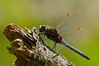 c0962. Vka tmavoskvrnn (Leucorrhinia rubicunda)