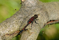 c0998. Vka tmavoskvrnn (Leucorrhinia rubicunda)