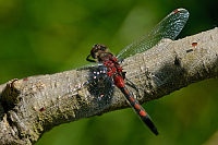 c1011. Vka tmavoskvrnn (Leucorrhinia rubicunda)