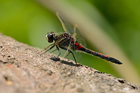 c1065. Vka tmavoskvrnn (Leucorrhinia rubicunda)