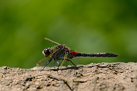 c1084. Vka tmavoskvrnn (Leucorrhinia rubicunda)