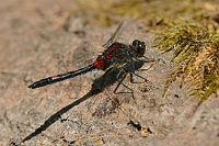 c1094. Vka tmavoskvrnn (Leucorrhinia rubicunda)