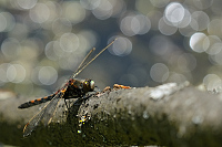 c1269. Vážka tmavoskvrnná (Leucorrhinia rubicunda)
