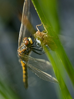 c1287. Vka tmavoskvrnn (Leucorrhinia rubicunda)