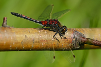 c1387. Vážka tmavoskvrnná (Leucorrhinia rubicunda)