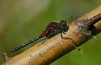 c1403. Vážka tmavoskvrnná (Leucorrhinia rubicunda)