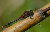 c1403. Vka tmavoskvrnn (Leucorrhinia rubicunda)