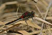 c1441. Vka tmavoskvrnn (Leucorrhinia rubicunda)