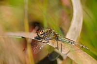 	8411.	 Vka han (Sympetrum striolatum)