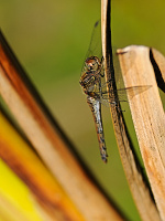 	8425.	 Vka han (Sympetrum striolatum)