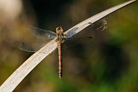 Vka han (Sympetrum striolatum)