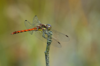 c10495 Vka han (Sympetrum striolatum)