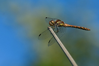 c10753 Vka han (Sympetrum striolatum)