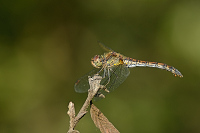 c10818 Vka han (Sympetrum striolatum)