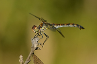 c10893 Vka han (Sympetrum striolatum)