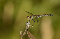 c10918 Vka han (Sympetrum striolatum)