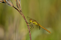 c8737. Vka han (Sympetrum striolatum)