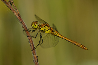 c8763. Vka han (Sympetrum striolatum)