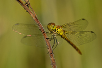 c8780. Vka han (Sympetrum striolatum)