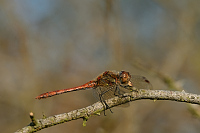 d3717. Vka han (Sympetrum striolatum)