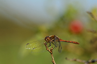 d3728. Vka han (Sympetrum striolatum)