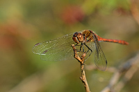 d3742. Vka han (Sympetrum striolatum)