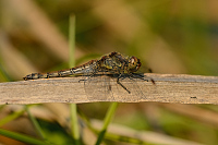 d3950. Vka han (Sympetrum striolatum)