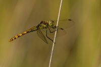 j1971. Vka han (Sympetrum striolatum)