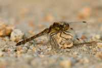 j2036. Vka han (Sympetrum striolatum)