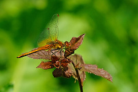 	A3121	 Vka lutav (Sympetrum flaveolum)