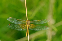 	A4413	 Vka lutav (Sympetrum flaveolum)