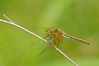 	A4441	 Vka lutav (Sympetrum flaveolum)