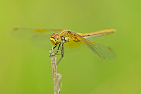 	A4481	 Vka lutav (Sympetrum flaveolum)