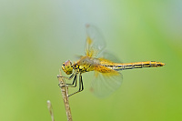 	A4501	 Vka lutav (Sympetrum flaveolum)