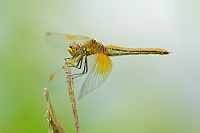 	A4516	 Vka lutav (Sympetrum flaveolum)