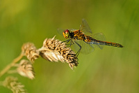 	A4896	 Vka lutav (Sympetrum flaveolum)