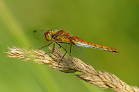 	A4909	 Vka lutav (Sympetrum flaveolum)