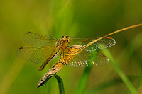 	A5098	 Vka lutav (Sympetrum flaveolum)