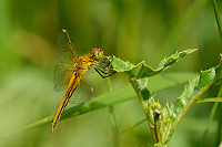 b3329 Vka lutav (Sympetrum flaveolum)