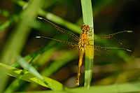 b3336 Vka lutav (Sympetrum flaveolum)