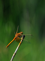 b8614 Vka lutav (Sympetrum flaveolum)