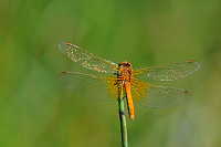 b8672 Vka lutav (Sympetrum flaveolum)